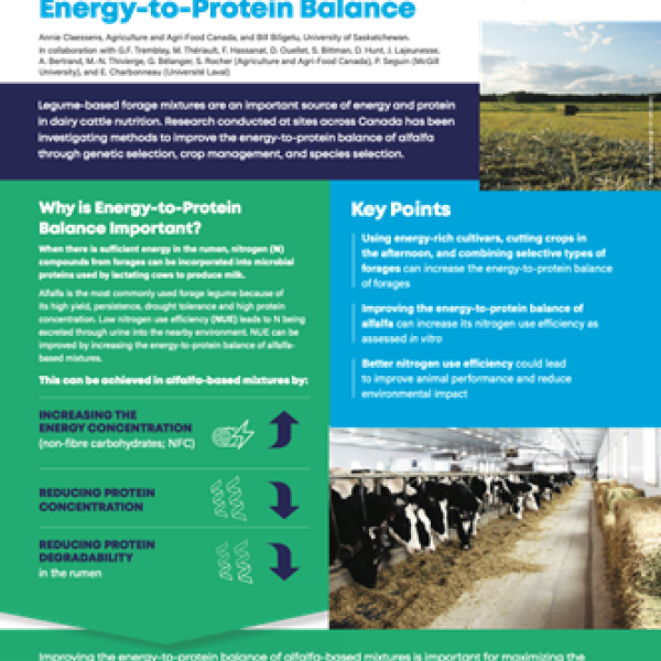 How to Produce Forage Mixtures with Better Energy-to-Protein Balance 