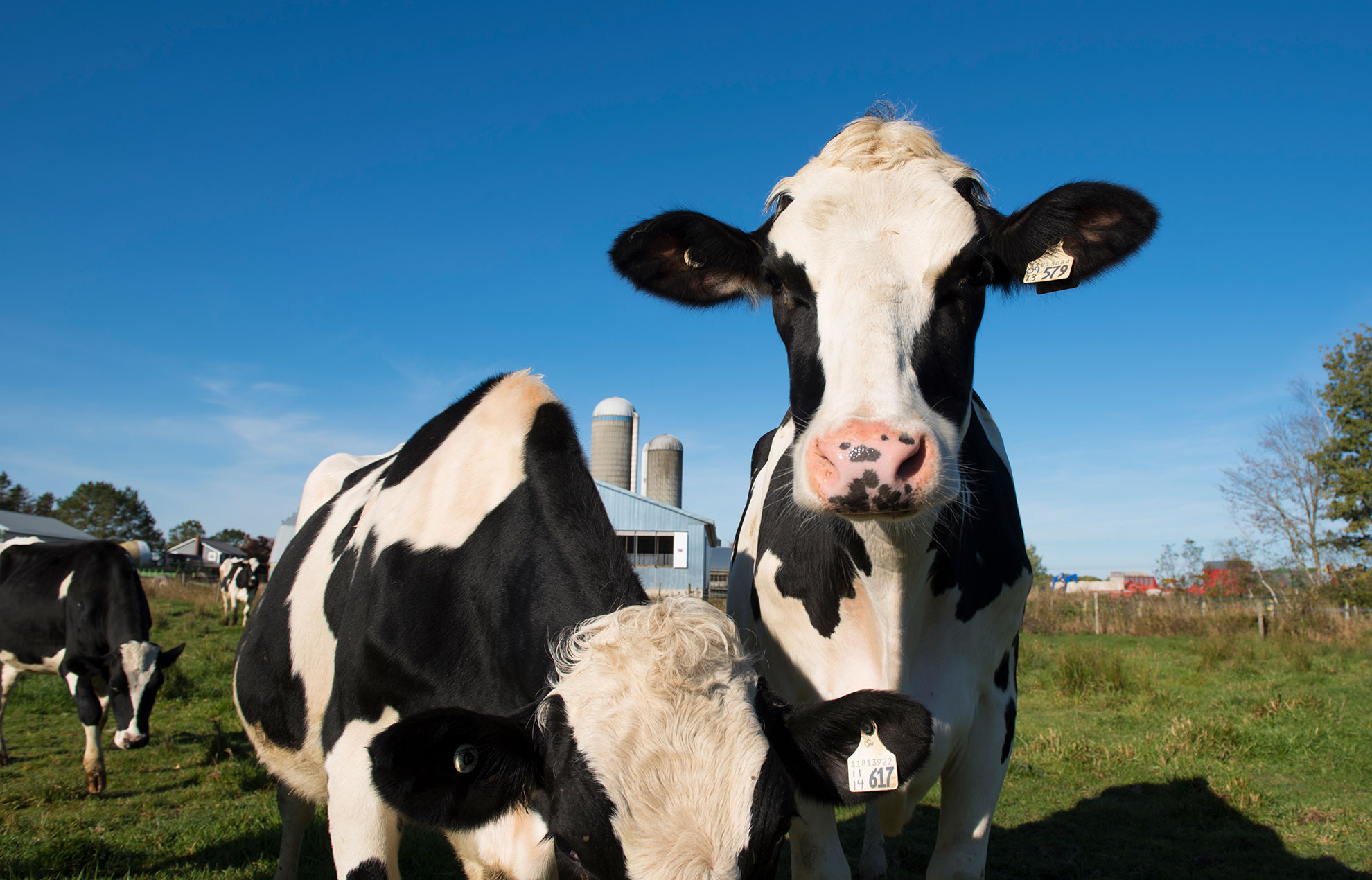 Canadian milk is no place for artificial growth hormones | Dairy Farmers of  Canada