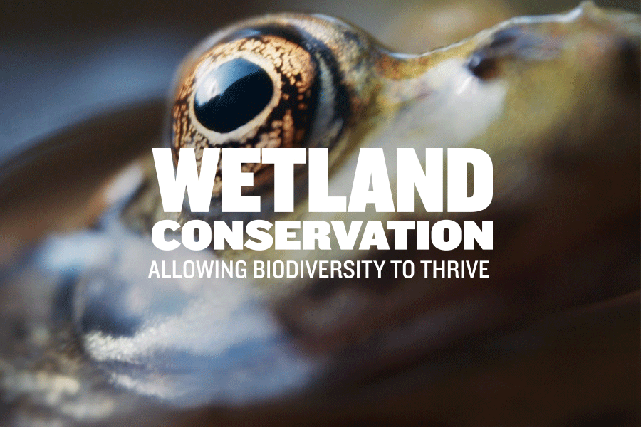 Wetland Conservation - Allowing Biodiversity to Thrive