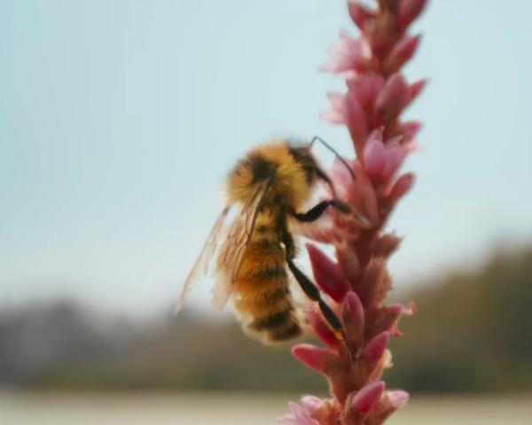 BIODIVERSITY