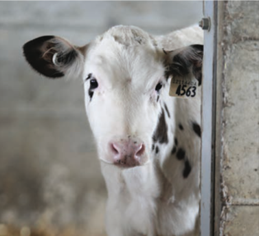Extending Cow Longevity by Improving Calf Management Practices | Dairy ...