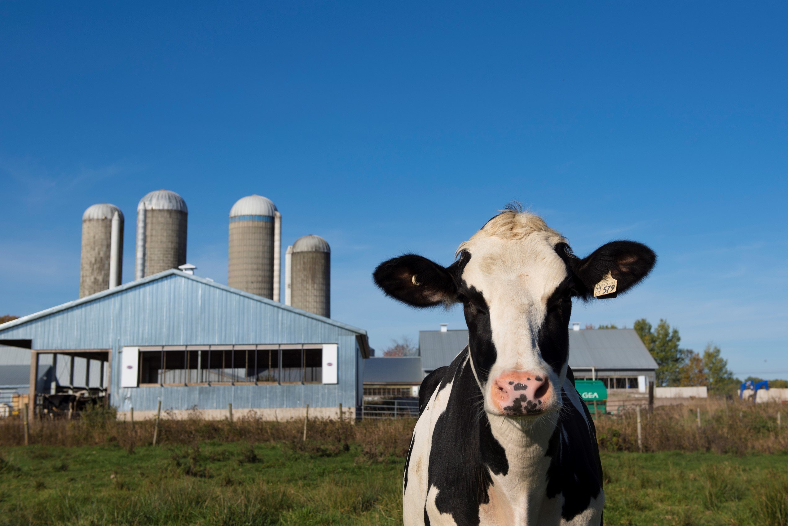 how-big-is-the-average-dairy-farm-in-canada-canadian-goodness