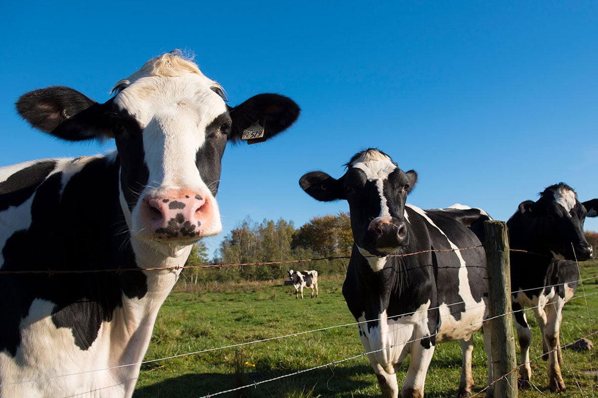 Creating a valuable legacy for all Canadians  Dairy Farmers of Canada