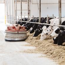 A LELY JUNO robot pushes feed closer to dairy cows in a barn