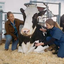 A dairy farmer and vetenarian care for a cow