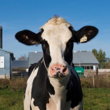 A dairy cow smiling for the camera