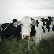 Cow in field
