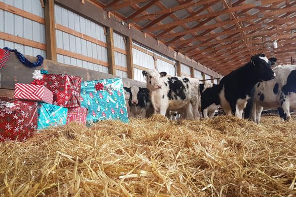 Cows in the barn around a large pile of Christmas gifts.