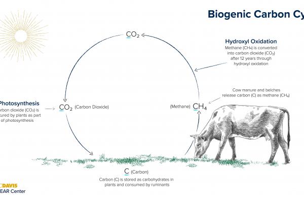 biogenic carbon cycle