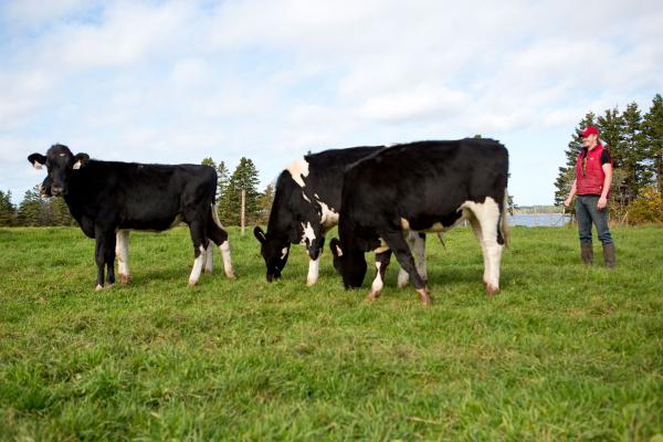 A Canadian farmer with dairy cows in a pasture