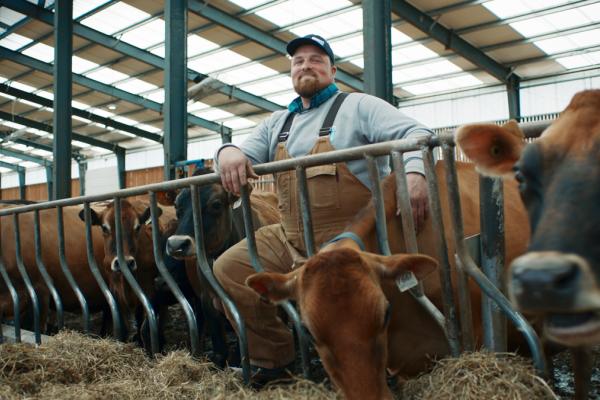 Proud dairy farmer smiles beside feeding cows, highlighting the farmer-livestock bond