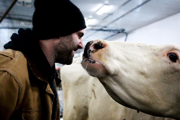 Farmer and dairy cow