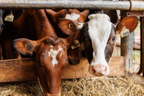 Cows