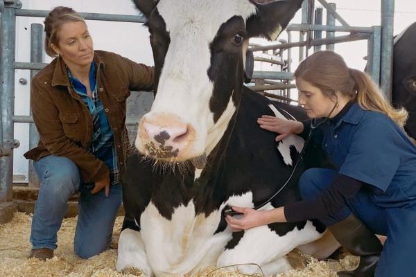 A dairy farmer and vetenarian care for a cow