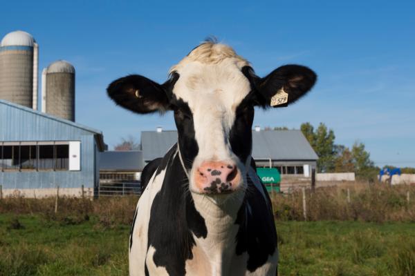 A dairy cow smiling for the camera