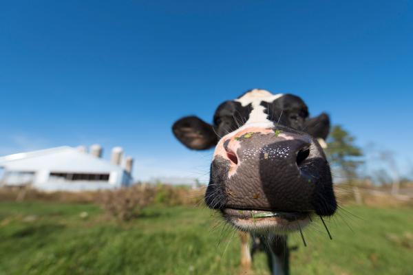 A dairy cow smiling for the camera