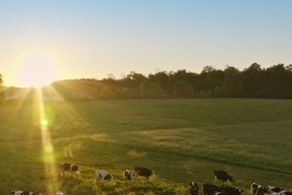 Cows in field