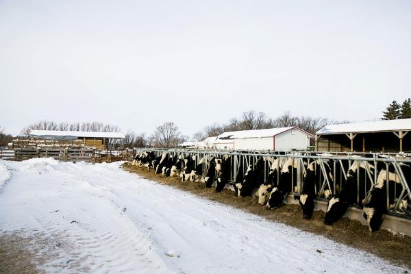 Dairy cows on the farm in winter