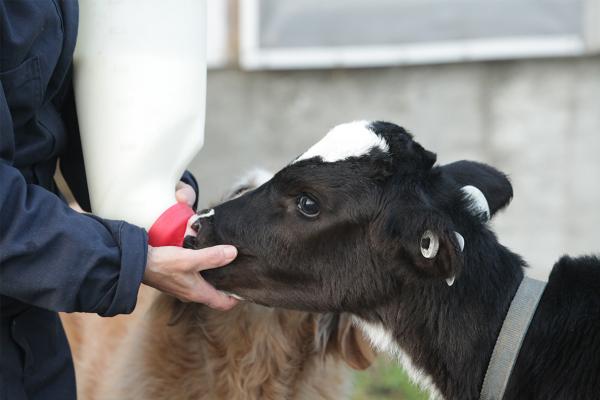 A farmer, accompanied by her dog, feeds a calf at Stanlee Farm, Ontario.
