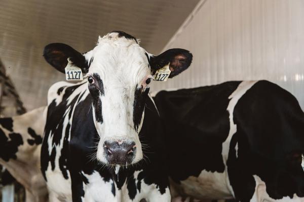 Lac La Nonne Dairy