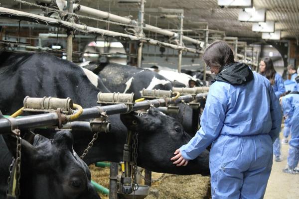 A woman pets a dairy cow while visiting a Canadian farm