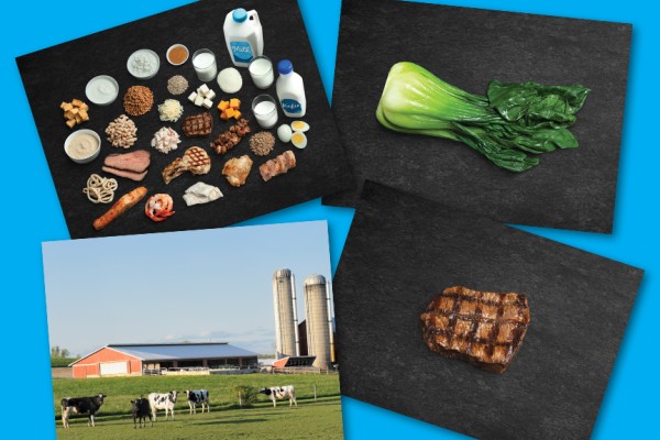 Image of Protein Food Canada’s Food Guide Study Print, Farm Food Origin Study Print, bok choy, and beef.