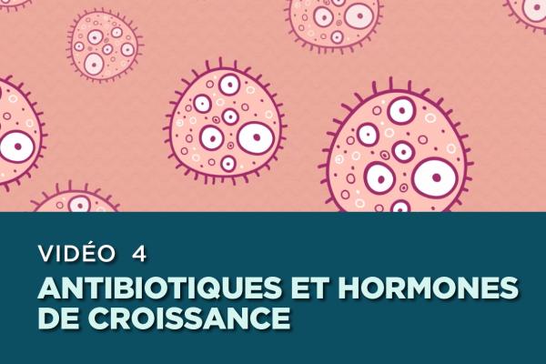 Une image colorée qui représente des cellules bactériennes et comporte la mention « Vidéo 4 Antibiotiques et hormones de croissance ».  