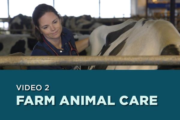 A video of a veterinarian and a Holstein cow, that says “Video 2 Farm Animal Care”.  