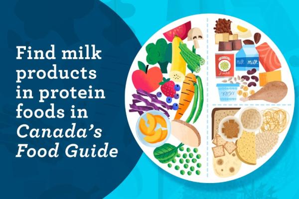 On the left is the statement: Find milk products in protein foods in Canada’s Food Guide. On the right is an illustration of a plate filled with a colourful variety of foods. The plate has dashed lines to divide it. Half of the plate contains vegetables and fruits, one quarter of the plate contains protein foods, and one quarter of the plate contains whole grain foods. 