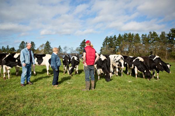 The MacInnis family spends time outside in a field with some of their dairy herd at MacInnis Brothers Farms, PEI.