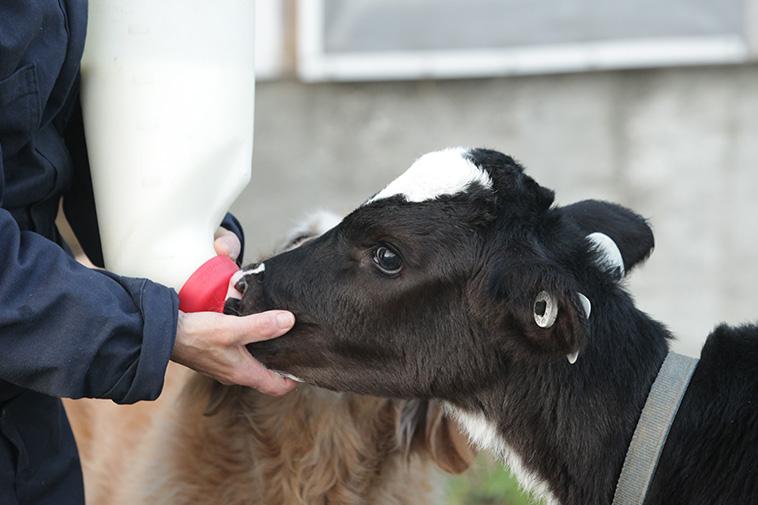 A dairy farmer and her dog feed a calf on a farm in Canada