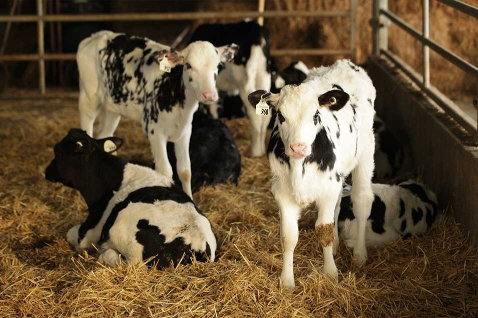 Un petit groupe de veaux se reposent dans un enclos d'une ferme canadienne.