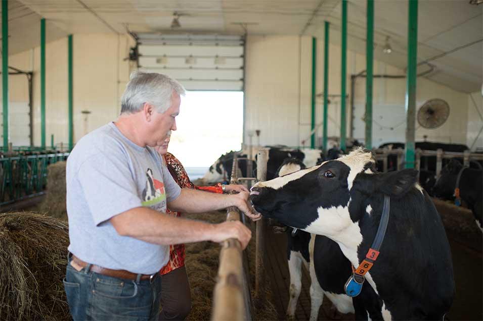 A man and a woman take care of a dairy cow in a group pen on a Canadian farm