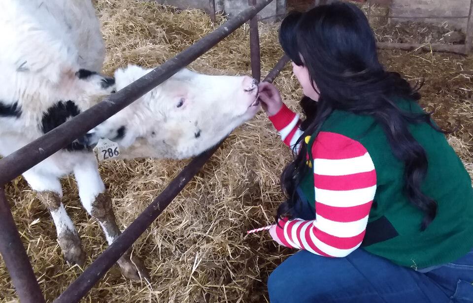 Brittany Derksen feeding her cow