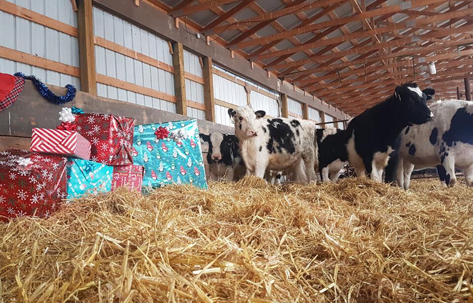 Cows in the barn around a large pile of Christmas gifts.