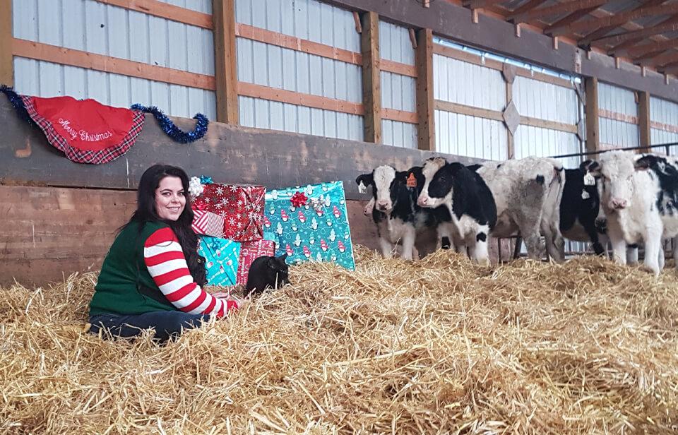 Brittany and her cows in the barn beside Christmas gifts
