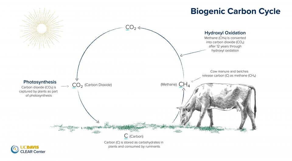 biogenic carbon cycle