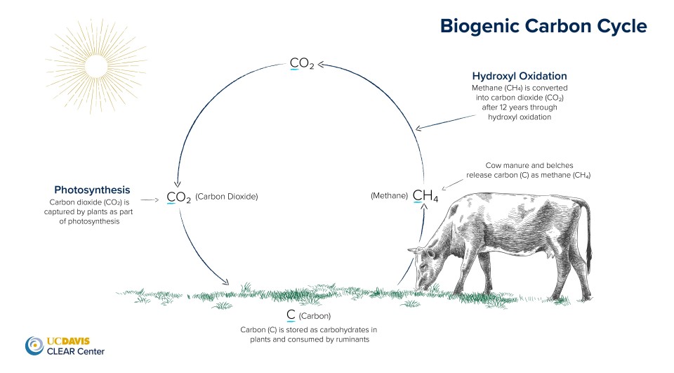 biogenic carbon cycle