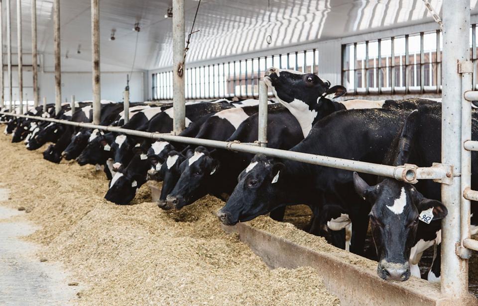 Dairy cows in a free-stall barn in Canada