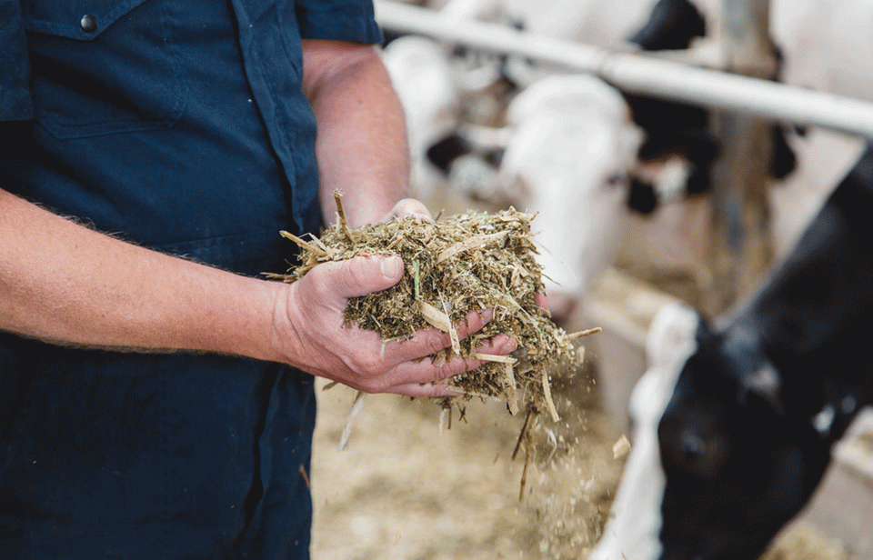 A dairy farmer holds a handful of food for the dairy cows