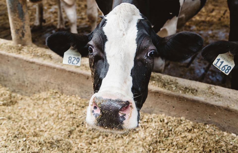 A dairy cow smiling for the camera