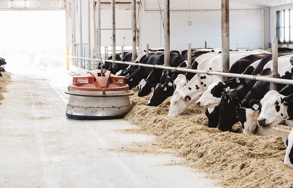 A LELY JUNO robot pushes feed closer to dairy cows in a barn