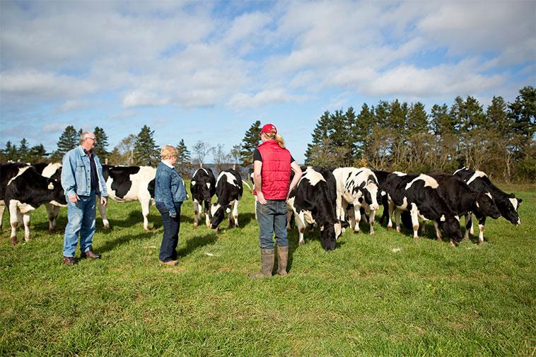The MacInnis family spends time outside in a field with some of their dairy herd at MacInnis Brothers Farms, PEI.