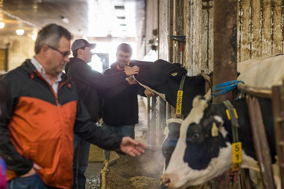 Three members of the Ell family show their dairy cows some TLC in one of the barns at Ell’s Dairy Farm, Saskatchewan.