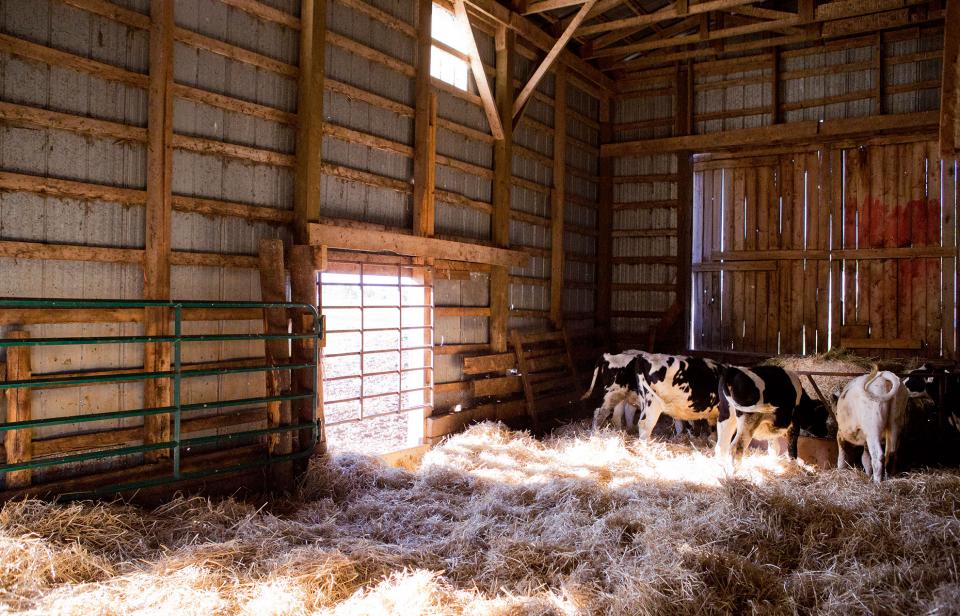 Dairy cows feed in a Canadian barn