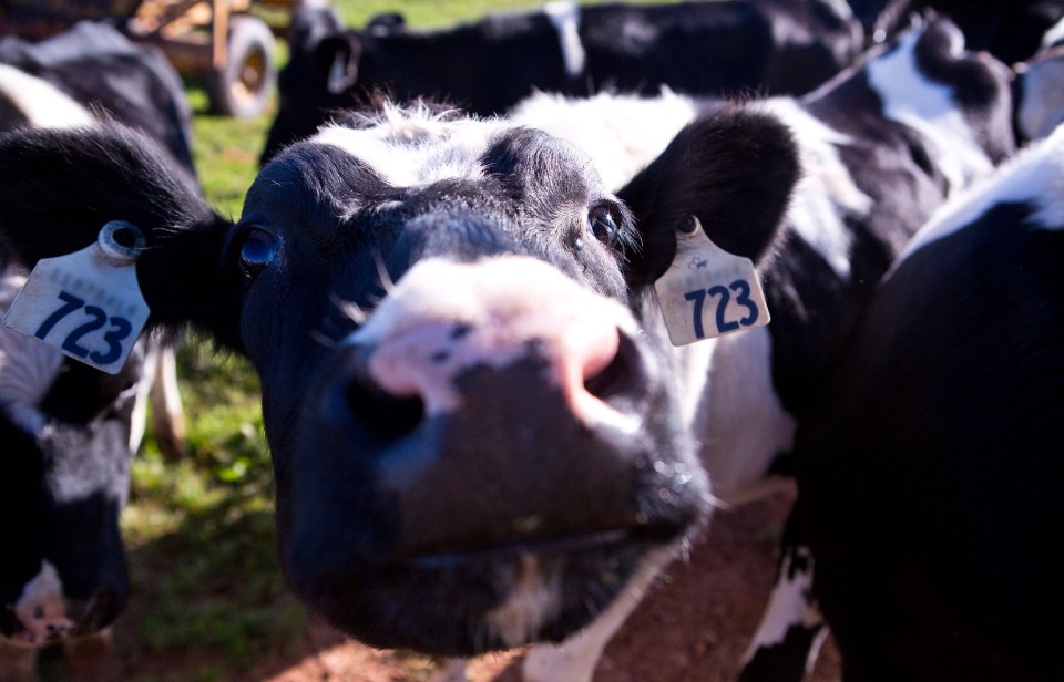 A cow gets close to the camera