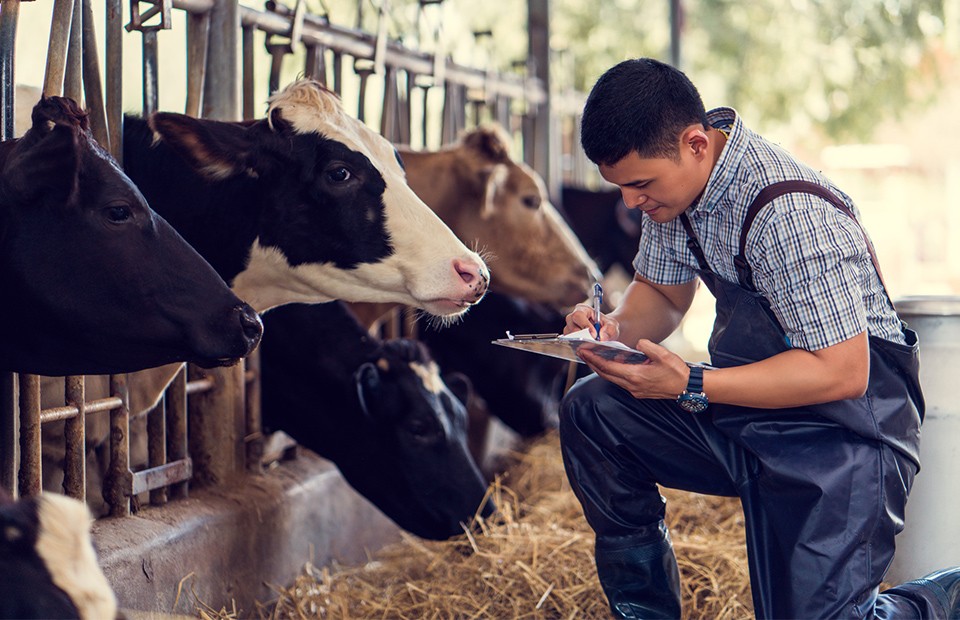 A veterinarian caring for his cows