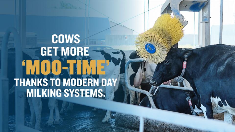 Cow enjoys rub against brush, text overlay 'cows get more "moo-time" with modern milking systems