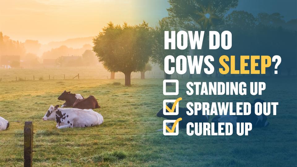Cows resting in field during sunset, text overlay 'how do cows sleep? Standing up, sprawled out, curled up