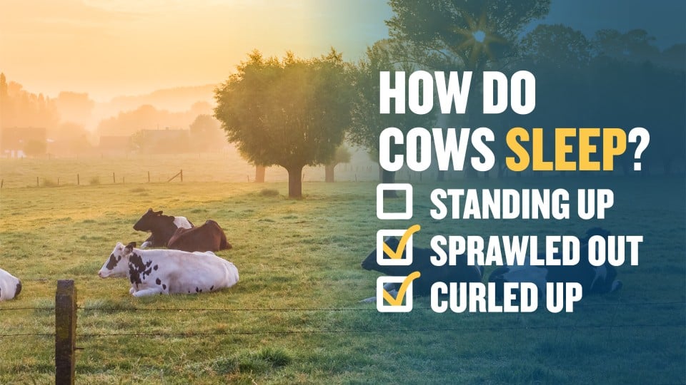 Cows resting in field during sunset, text overlay 'how do cows sleep? Standing up, sprawled out, curled up